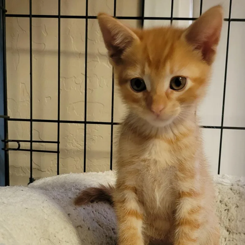 A baby small-sized male Domestic Short Hair cat named Ram for adoption in Tempe, AZ