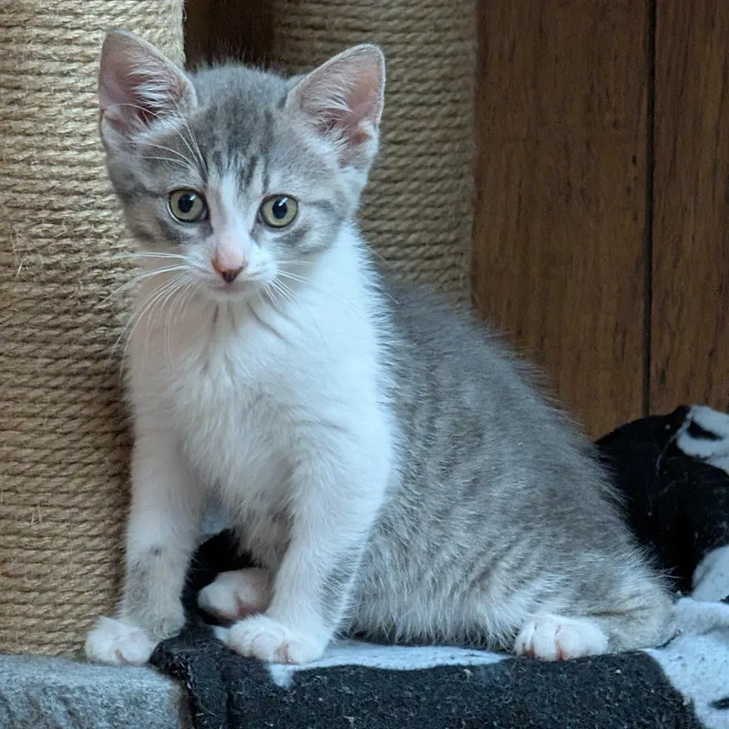 Violet