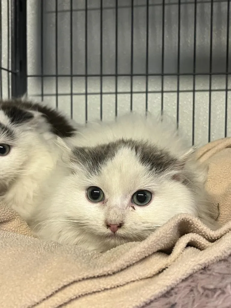 A baby medium-sized female Domestic Long Hair cat named Cashmere for adoption in Saginaw, MI