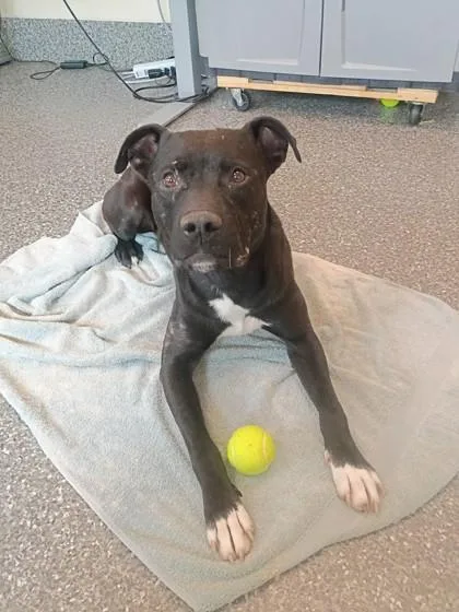 A young large-sized male Pit Bull Terrier dog named Snugglesaurus for adoption in Westland, MI