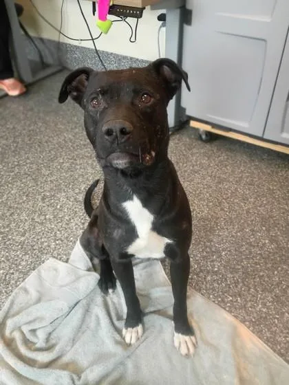 Snugglesaurus thumbnail 2