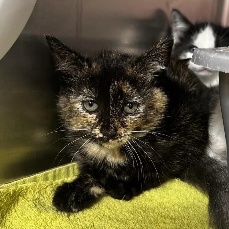 A baby small-sized female Black Domestic Short Hair cat named Opal for adoption in Warrensburg, MO