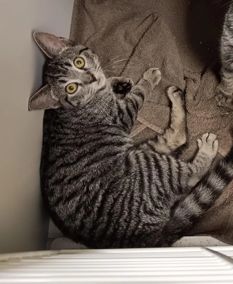 A baby medium-sized female Domestic Short Hair cat named Pacifica Northwest for adoption in New Braunfels, TX