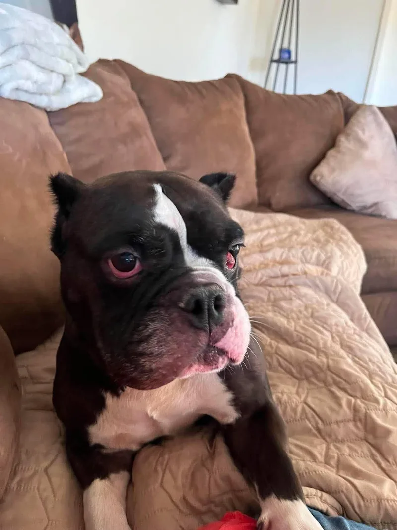 An adult medium-sized female Pit Bull Terrier dog named Olivia for adoption in Arlee, MT