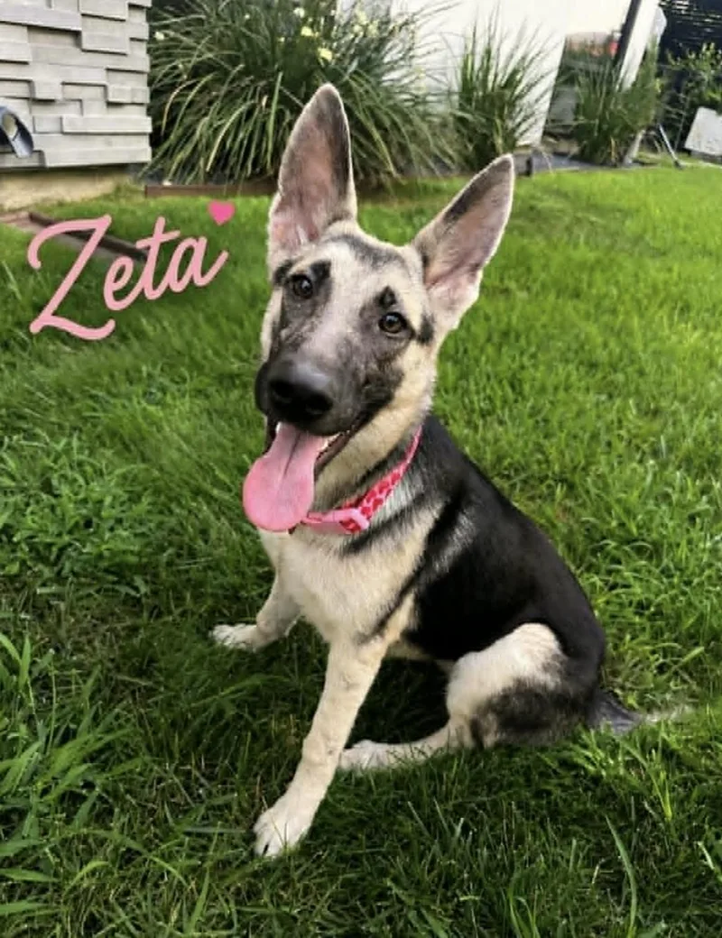 Zeta thumbnail 4