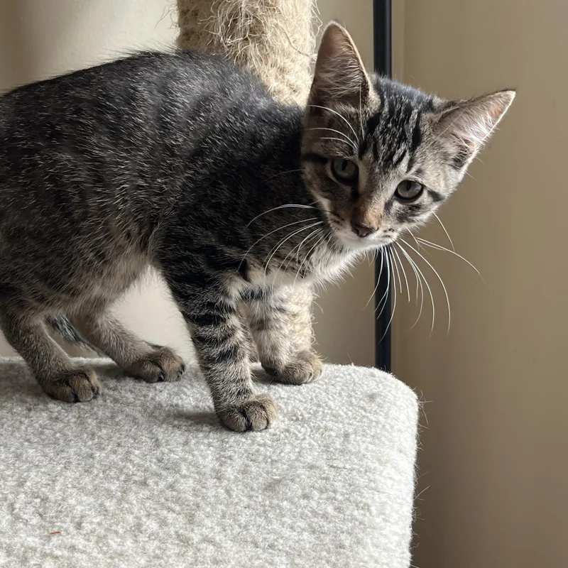 A baby medium-sized male Tabby (Gray / Blue / Silver) Tabby cat named Mango for adoption in Wyandotte, MI