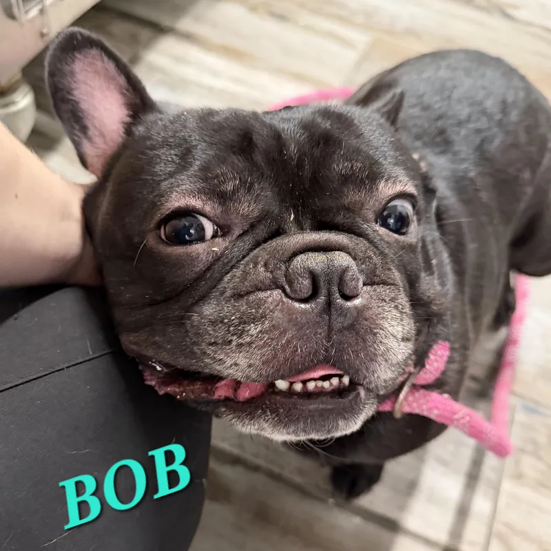 Bob thumbnail 3