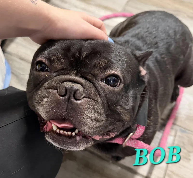 Bob thumbnail 4