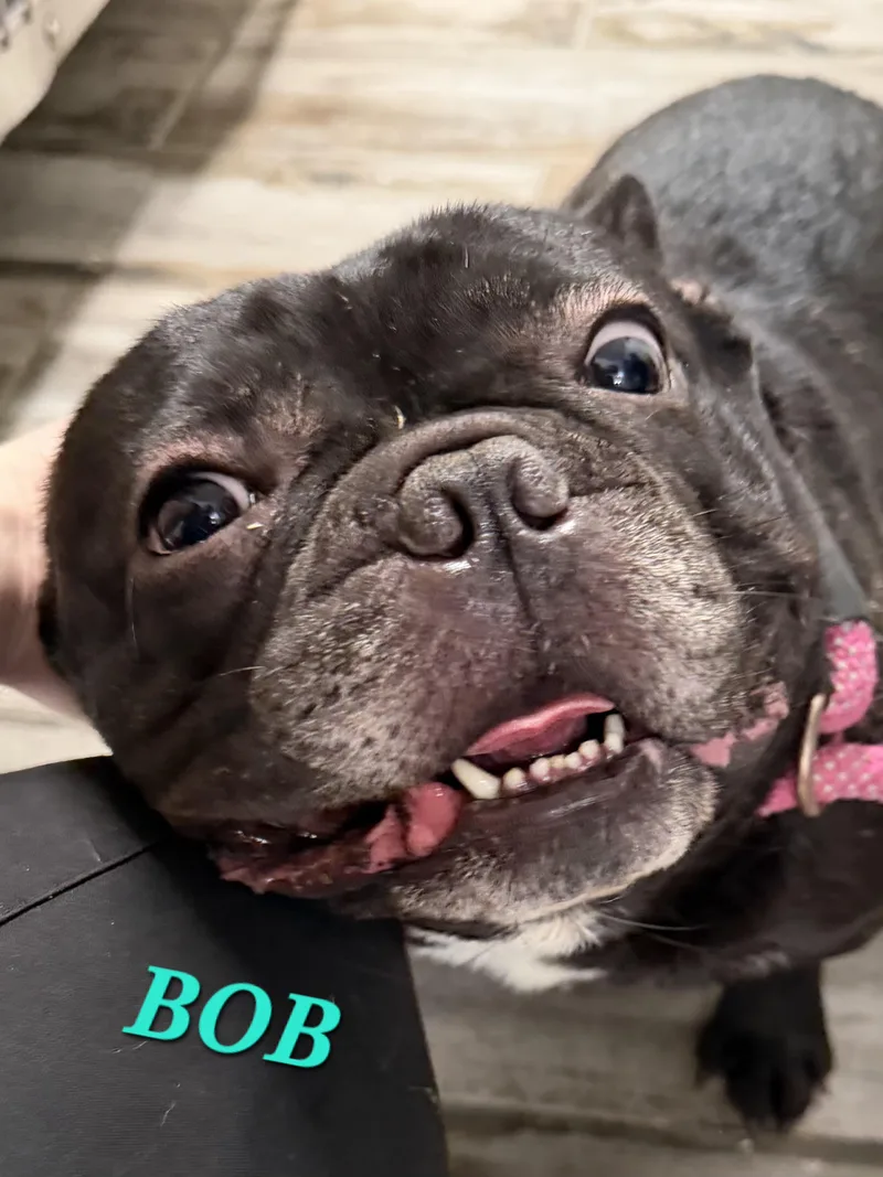 Bob thumbnail 5