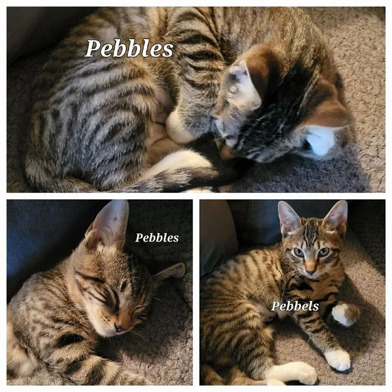 Pebbles  Cp thumbnail 2