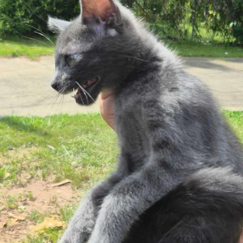 A baby small-sized male Gray / Blue / Silver Domestic Short Hair cat named Cod for adoption in Columbus, GA