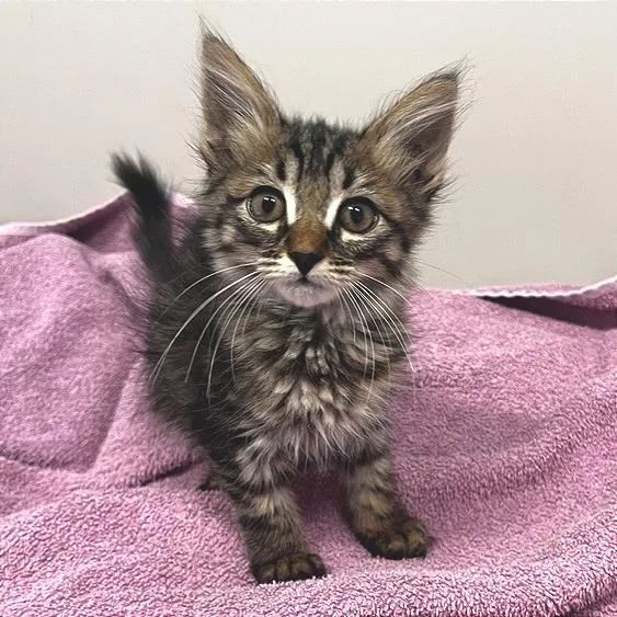 A baby small-sized female Domestic Short Hair cat named Speedy Gonzales for adoption in Los Angeles, CA