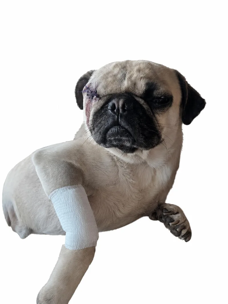 A young small-sized male Yellow / Tan / Blond / Fawn Pug dog named Marshal for adoption in Seattle, WA