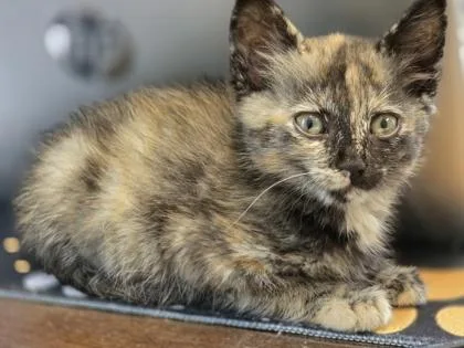 A baby small-sized female Domestic Short Hair cat named Dogwood for adoption in Lawrenceville, GA