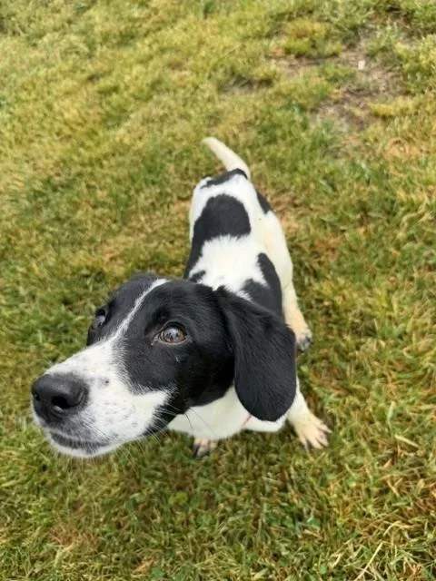 Duke