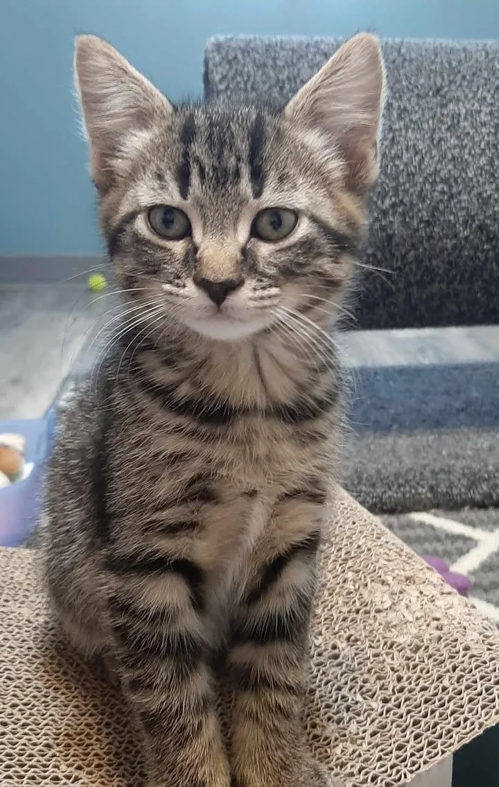 A young small-sized male Tabby (Brown / Chocolate) Domestic Short Hair cat named Fudge for adoption in Webster City, IA
