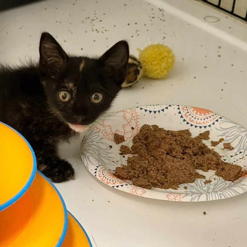A baby medium-sized female Tortoiseshell cat named Eclipse for adoption in Kingwood, TX