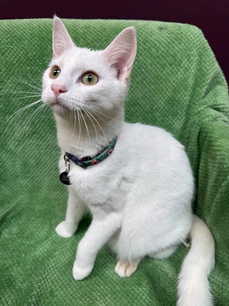 A baby medium-sized female White Domestic Short Hair cat named Alfredo for adoption in Alexandria, MN