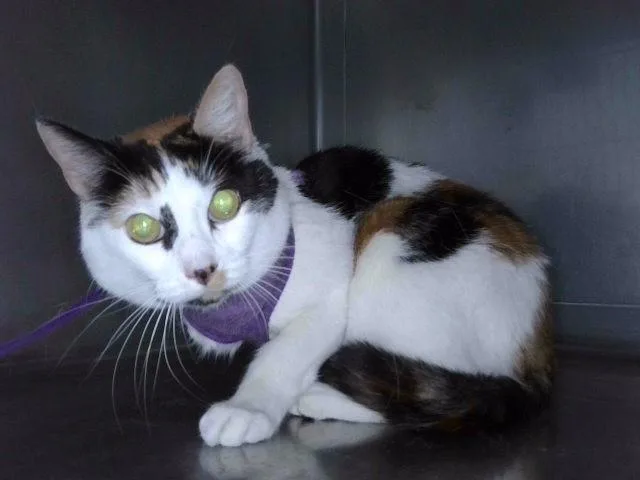 A senior medium-sized female Domestic Short Hair cat named Honey for adoption in Baldwin Park, CA