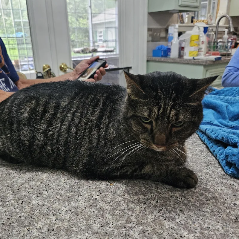 An adult large-sized male Tabby (Gray / Blue / Silver) Domestic Short Hair cat named Grayson for adoption in Catasauqua, PA