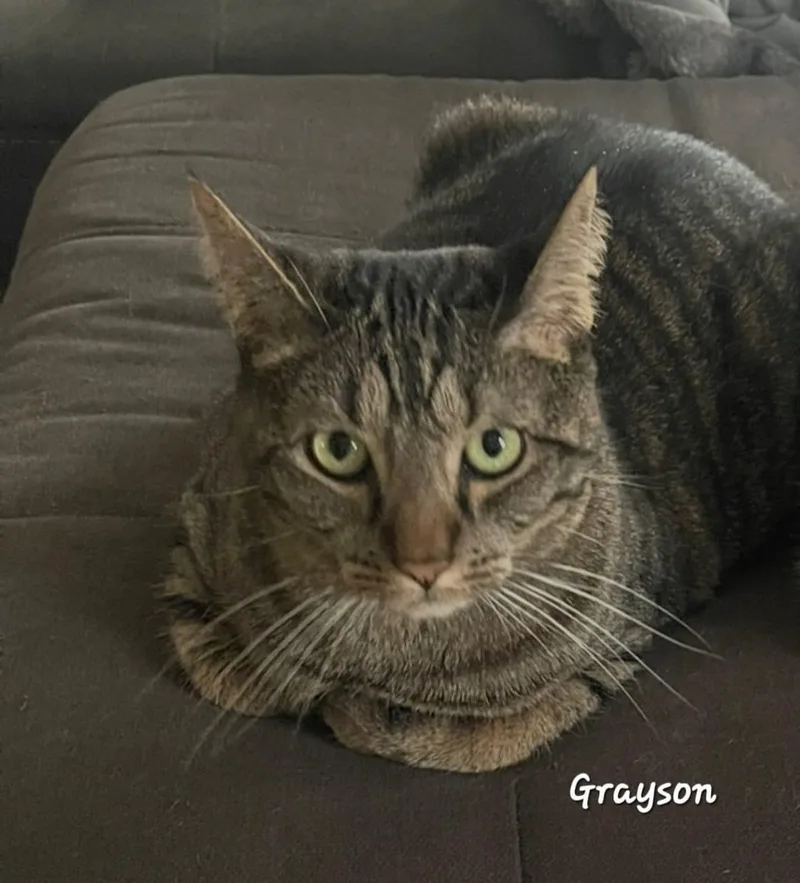 Grayson thumbnail 2