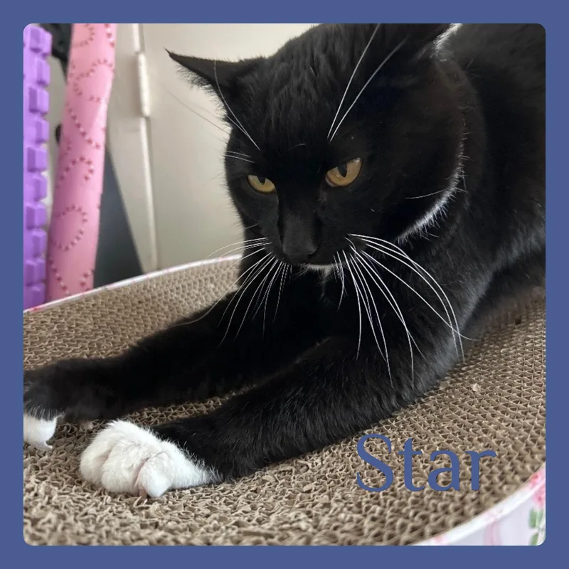 Star