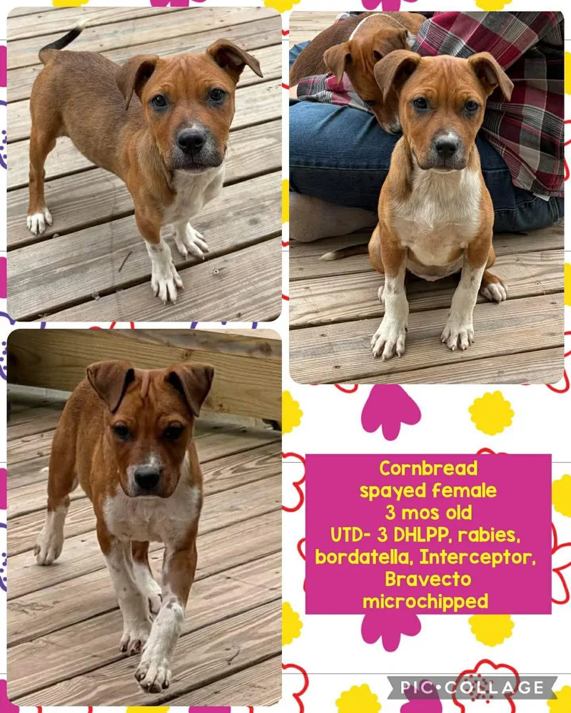 A young medium-sized female Mixed Breed dog named Cornbread for adoption in Ossining, NY