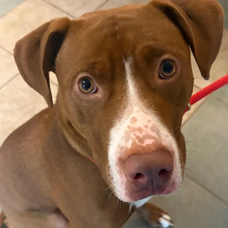 An adult large-sized male Red / Chestnut / Orange Mixed Breed dog named Oni for adoption in Chattanooga, TN