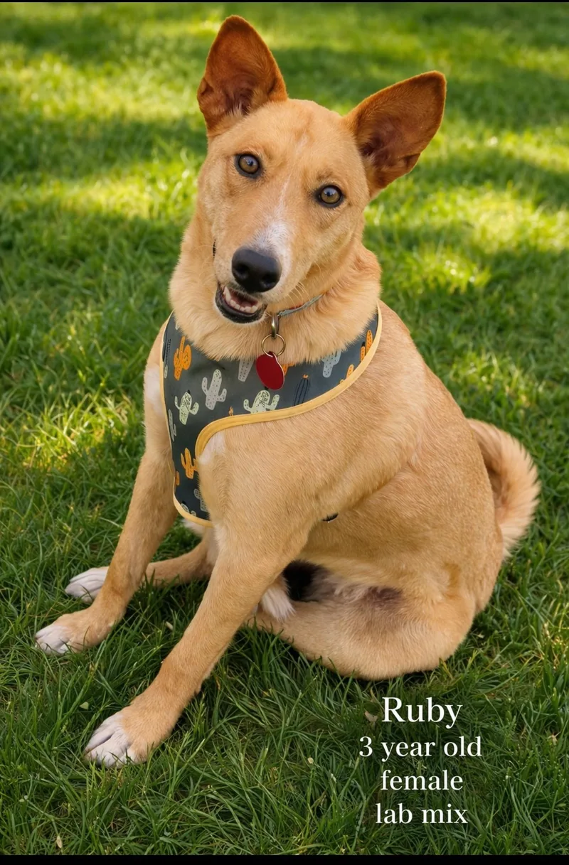 An adult medium-sized female Yellow / Tan / Blond / Fawn Labrador Retriever dog named Ruby – for adoption in Mesa, AZ