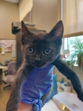 A baby small-sized male Domestic Short Hair cat named Strudel for adoption in Fishers, IN