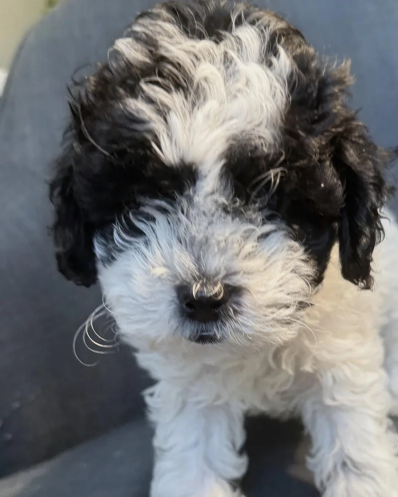 Linus