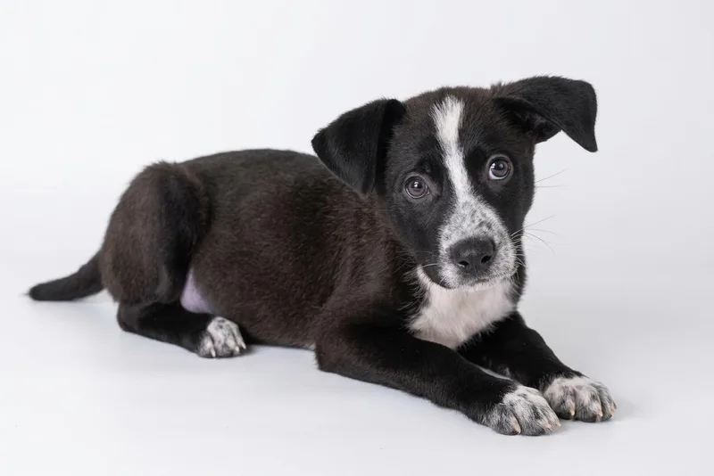 A baby medium-sized male Black Border Collie dog named Dean for adoption in Bedford, IN