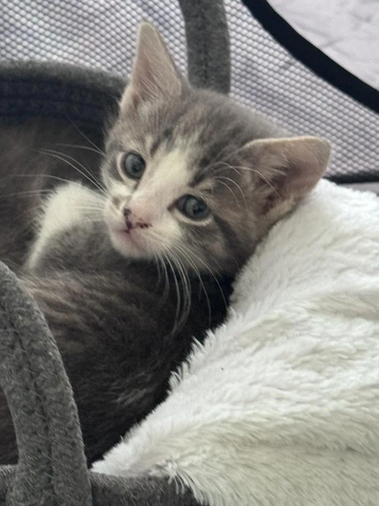 A baby small-sized male Domestic Short Hair cat named Mittens for adoption in Ferndale, MI