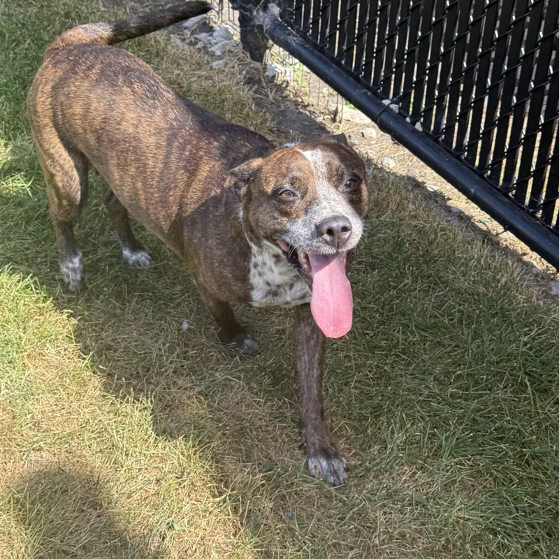 A senior medium-sized female Cattle Dog dog named Mary Kate for adoption in Kankakee, IL