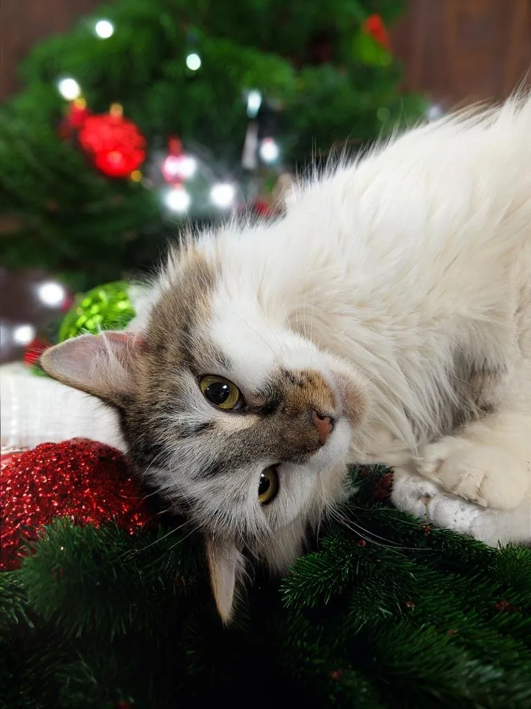 An adult medium-sized male Domestic Medium Hair cat named Donkey for adoption in New Manchester, WV