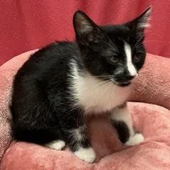 A baby medium-sized male Black Domestic Short Hair cat named Rotini for adoption in Green Valley, AZ