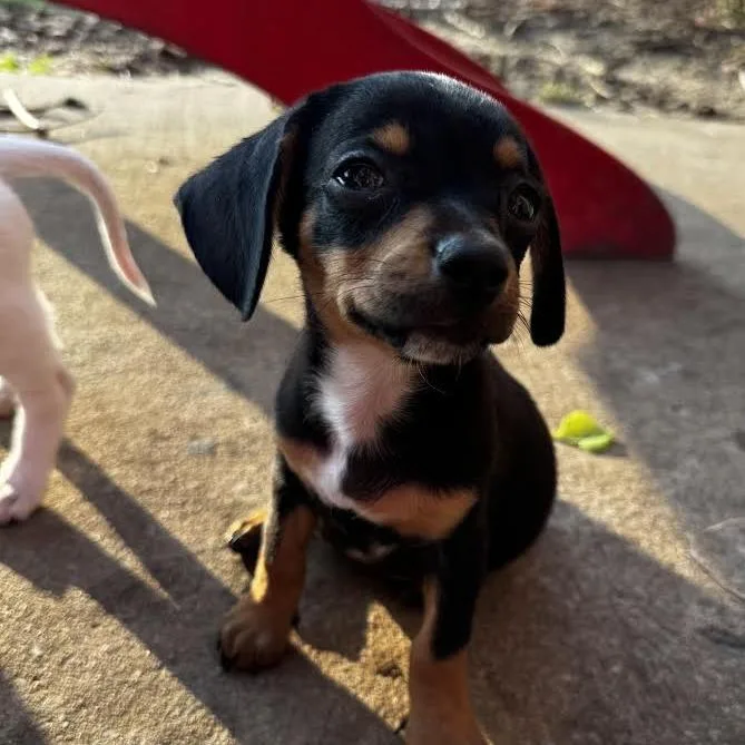 A baby small-sized female Black Chihuahua dog named Snicker Doodle for adoption in The Colony, TX