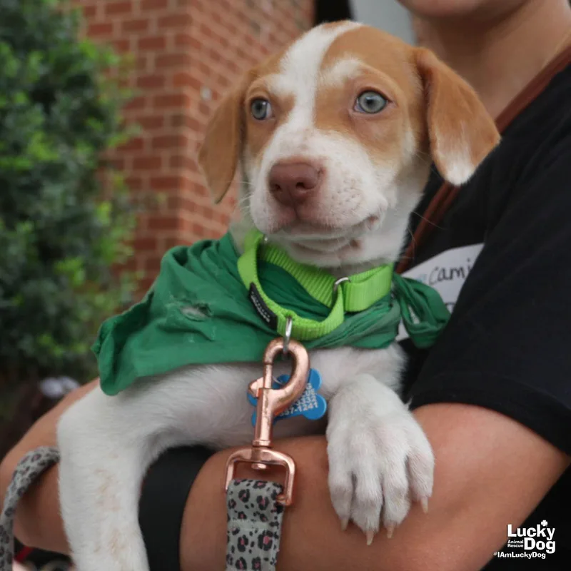 A baby medium-sized female Terrier dog named Tyna for adoption in Washington, DC