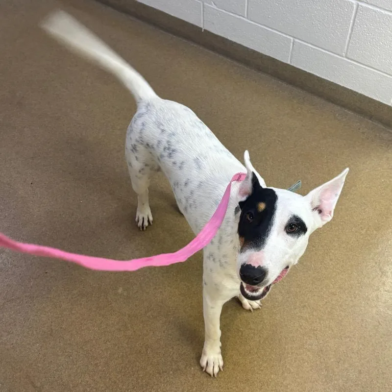 A young medium-sized female Bull Terrier dog named Pharaoh for adoption in Corpus Christi, TX