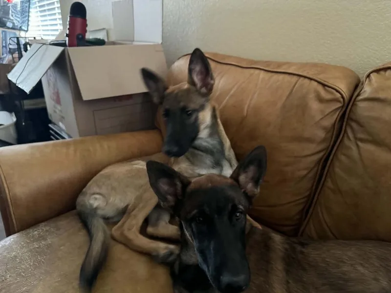 A baby medium-sized female Belgian Shepherd / Sheepdog dog named Veera located in Goodyear for adoption in Imlay City, MI