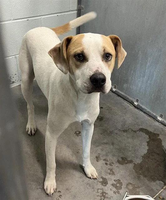 A young medium-sized male Foxhound dog named Dune for adoption in Tavares, FL