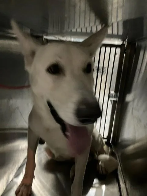 A young large-sized male Mixed Breed dog named Marshall for adoption in Dallas, TX