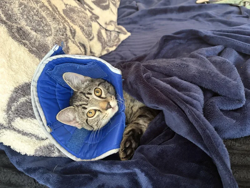 A baby medium-sized male Brown / Chocolate Domestic Short Hair cat named Fluffy for adoption in Herndon, VA