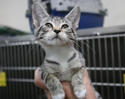 A baby small-sized female Domestic Short Hair cat named Elle for adoption in Brunswick, GA