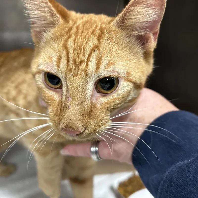 A baby medium-sized male Orange / Red Domestic Short Hair cat named Chucky for adoption in Newark, NJ