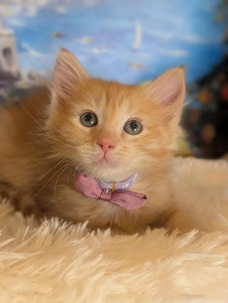 Suri
