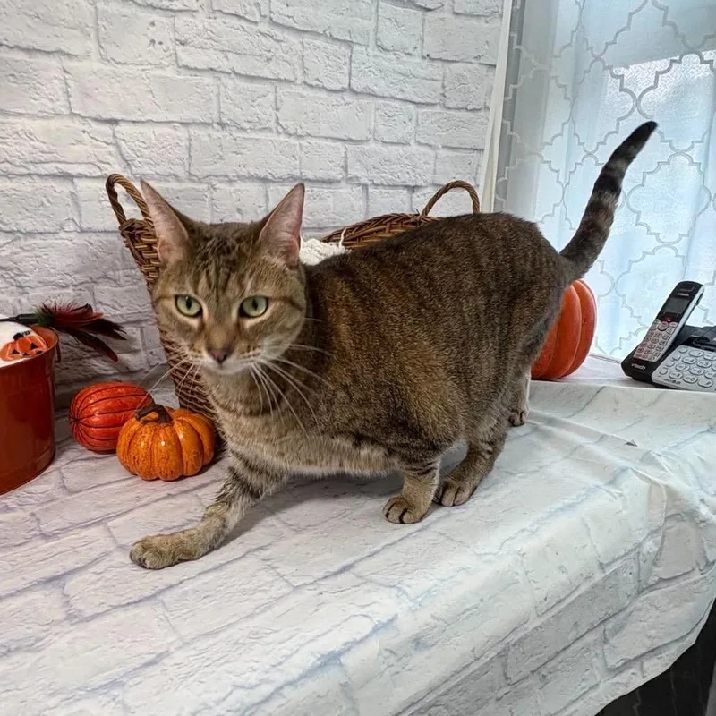 An adult large-sized female Torbie Domestic Short Hair cat named Piper for adoption in Harrisonburg, VA