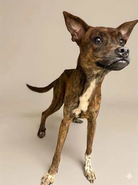 A young medium-sized female Mixed Breed dog named Sunflower for adoption in Jacksonville, FL