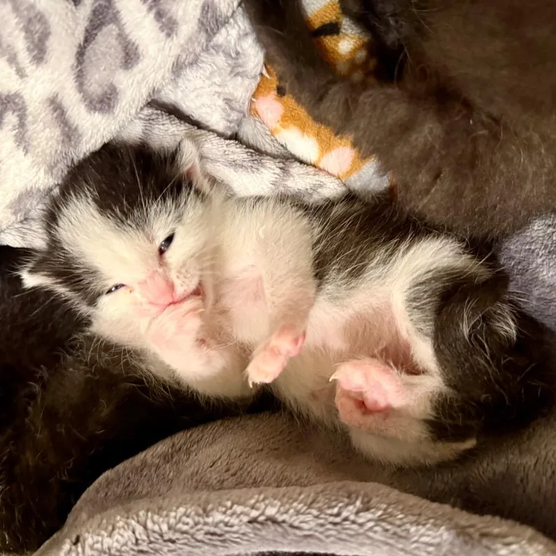 A baby small-sized female Black Domestic Short Hair cat named Sprout for adoption in Tulsa, OK