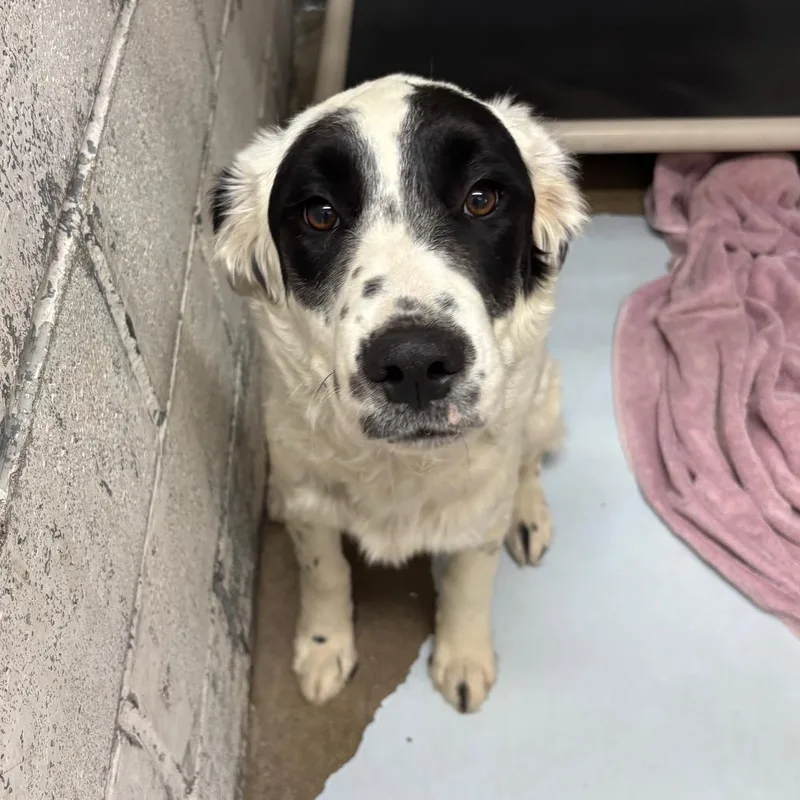 A young medium-sized male White / Cream Great Pyrenees dog named Yang for adoption in Springtown, TX